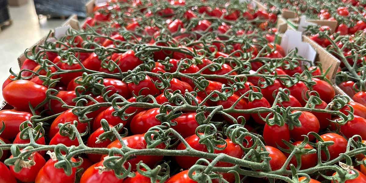 Pomodori, all’orizzonte un rialzo dei prezzi